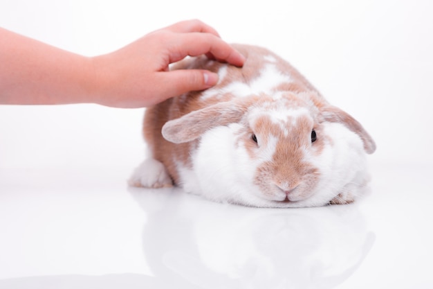 Studio Photos D'un Lapin Rouge