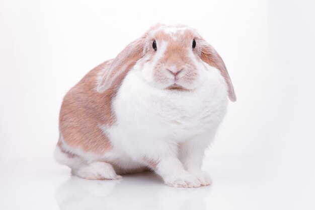 Studio photos d'un lapin rouge