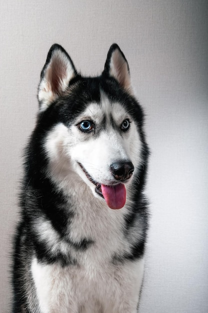 Studio portrait chien husky sibérien aux yeux bleus sur fond gris Vue de face