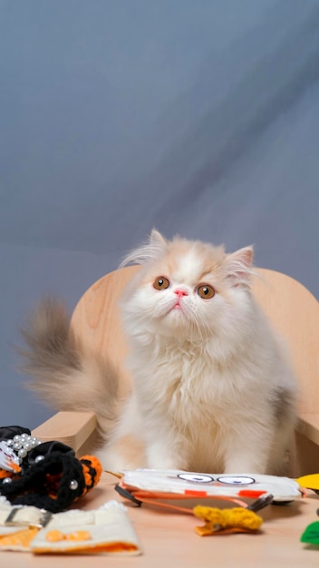 Studio de séance photo chat persan moelleux femelle gris et blanc avec fond blanc avec expression de chat