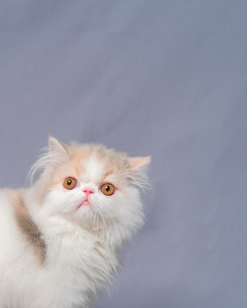 Studio de séance photo chat persan moelleux femelle gris et blanc avec fond blanc avec expression de chat