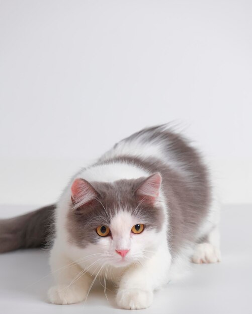 Studio de séance photo chat persan moelleux femelle gris et blanc avec fond blanc avec expression de chat