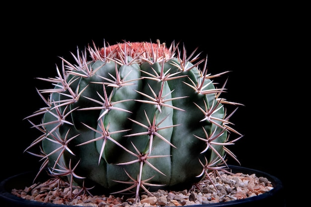 Studio shot close up melocactus sur fond sombre