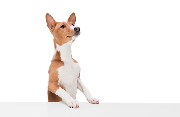 Studio shot of Basenji chien isolé sur fond blanc studio