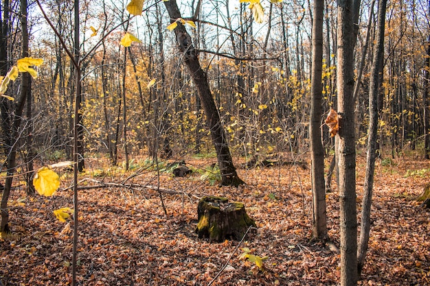 Stump Forest feuilles automne fond de texture fond