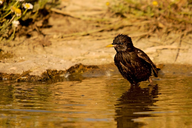 Sturnus unicolor l'étourneau noir est une espèce de passereau de la famille des sturnidae