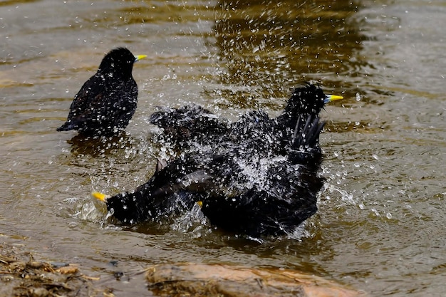 Sturnus unicolor l'étourneau noir est une espèce de passereau de la famille des sturnidae