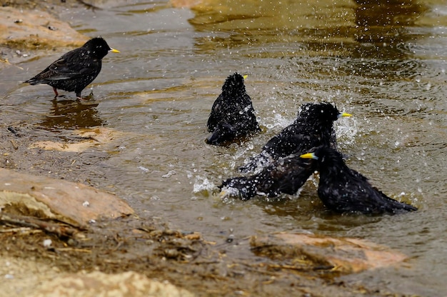 Sturnus unicolor l'étourneau noir est une espèce de passereau de la famille des sturnidae