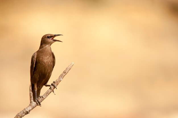 Sturnus unicolor l'étourneau noir est une espèce de passereau de la famille des sturnidae