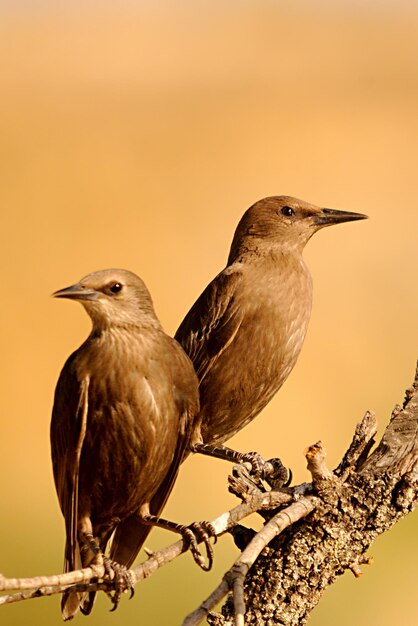 Sturnus unicolor l'étourneau noir est une espèce de passereau de la famille des sturnidae