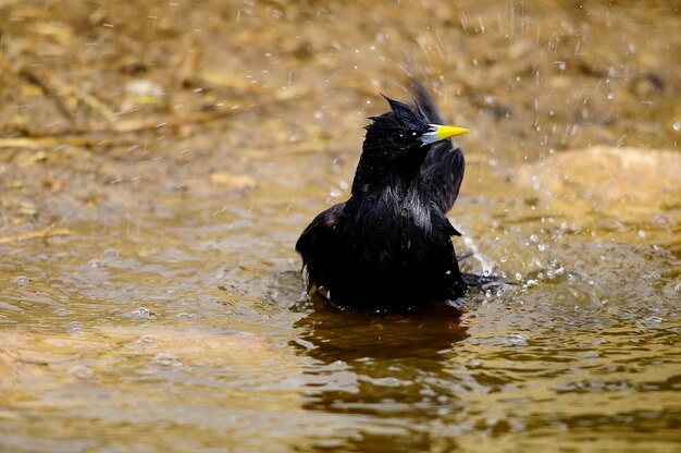 Sturnus unicolor l'étourneau noir est une espèce de passereau de la famille des sturnidae