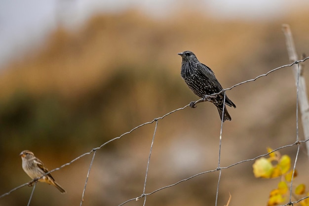 Sturnus vulgaris ou étourneau sansonnet est une espèce de passereau de la famille des Sturnidae