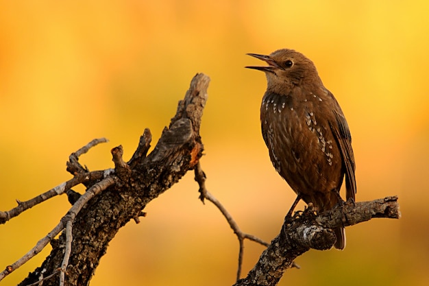 Sturnus vulgaris - L'étourneau sansonnet est une espèce de passereau de la famille des Sturnidae.