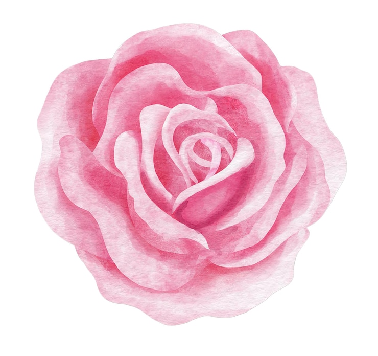 Style aquarelle fleur rose