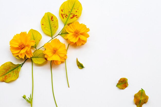 style de carte postale arrangement de cosmos de fleurs jaunes