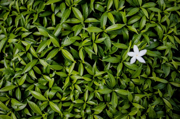 Style créatif fait de feuilles vertes à plat sur le concept de la nature. Les feuilles