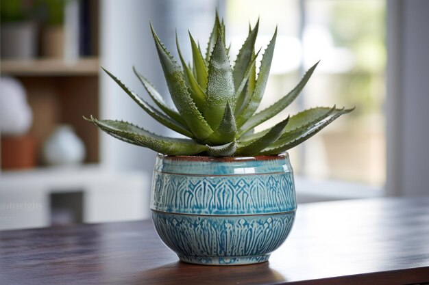 Style de décoration avec une succulente d’Aloe vera en pot