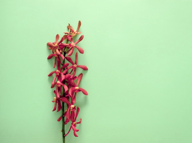 Style minimaliste d&#39;orchidées rouges en fleurs
