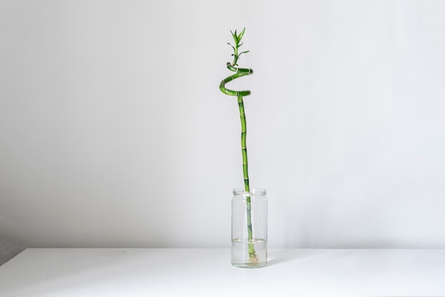 Un style minimaliste simple avec une plante de bambou filée sur l'étagère à la maison dans la bouteille en verre avec de l'eau