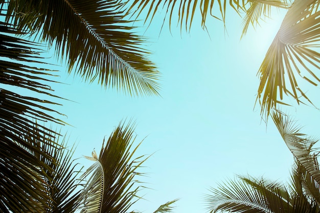 Style rétro cocotier avec ciel bleu, palmiers sur fond tropical, concept de vacances voyage été et vacances