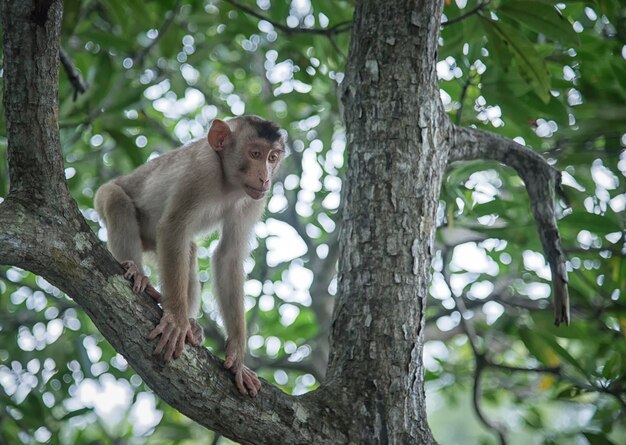 style de vie et portrait de singe sauvage