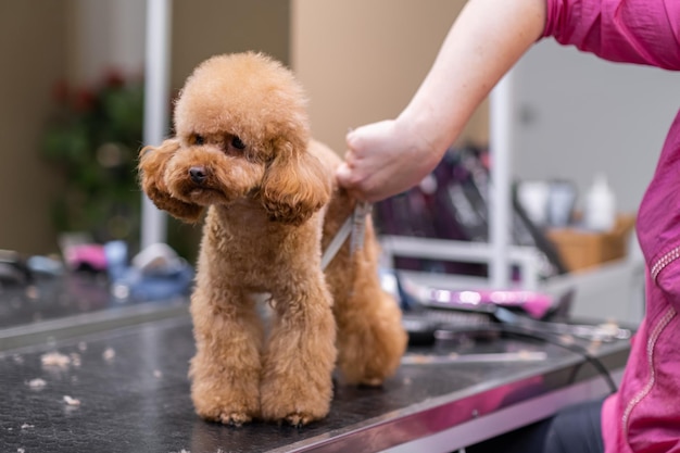 Styliste animalier talentueux utilisant une brosse à cheveux pour toiletter la fourrure d39un chien dans un salon de toilettage