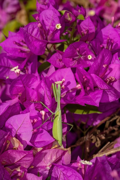 Photo subadult femelle adulte mantide du genre oxyopsis sur une fleur rose