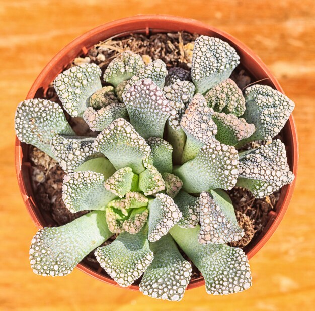 succulent dans un petit pot de fleur