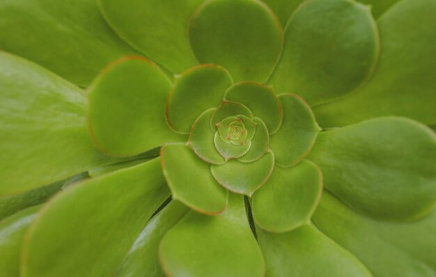 Succulent Echeveria Perle Crassulaceae cactus vivaces succulentes à feuilles persistantes ou sous-arbustes