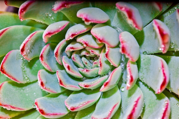 Succulent avec des gouttes d&#39;eau