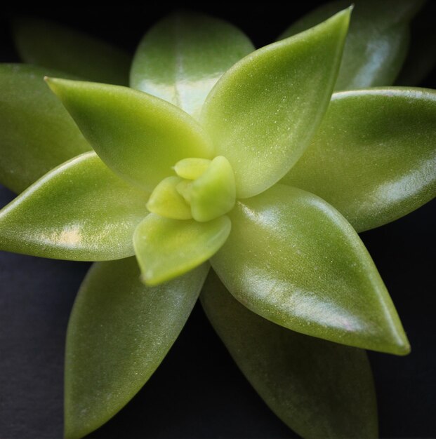 Succulent Lotus Plant Branch On Black Detail Square Stock Photo