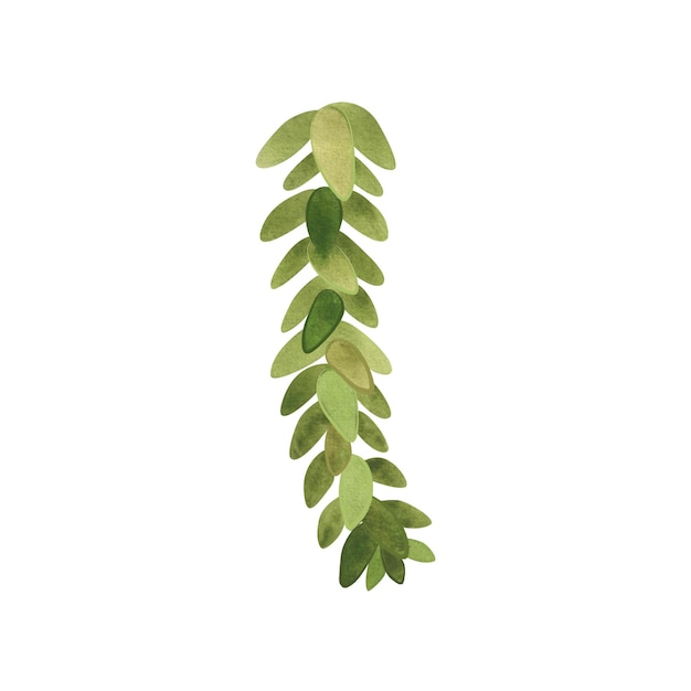 Succulent pour le jardinage domestique, l'élevage de plantes, le hobby, l'illustration à l'aquarelle isolée