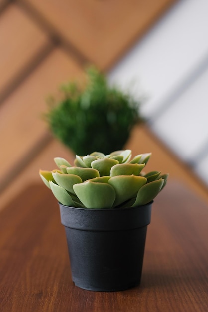 Succulente artificielle dans un pot noir dans le décor du bureau au bureau