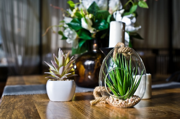 Succulente dans un pot en verre, plante de cactus de la maison. Design, intérieur, minimalisme. Vue de côté