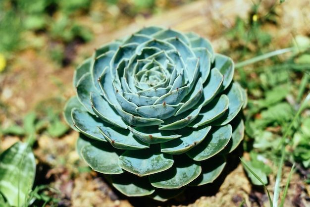 Succulente d'Echeveria elegans poussant sous la lumière du soleil à Da Lat Vietnam