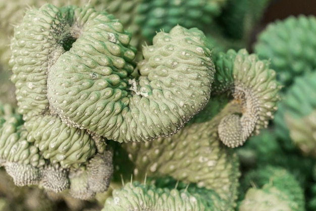 Une succulente frisée inhabituelle