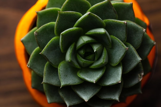 Succulente en pot orange sur le dessus Echeveria en pot