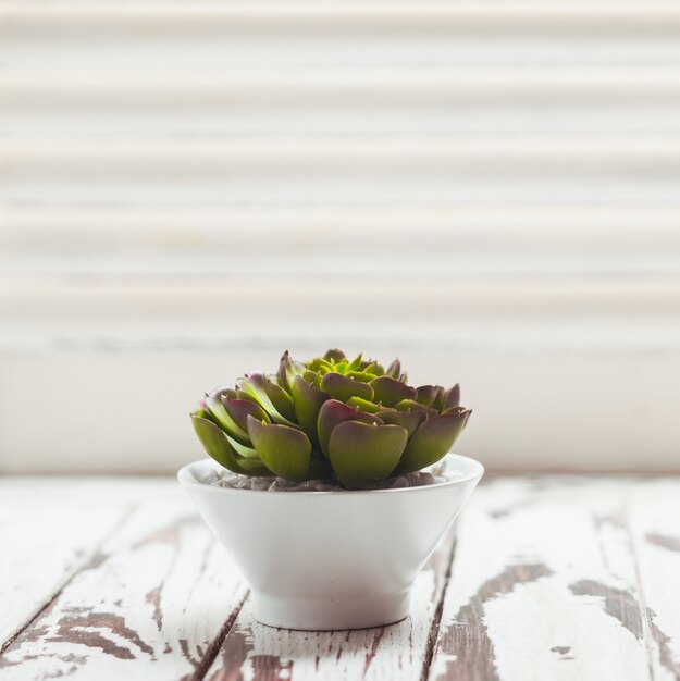 Succulente verte en pot blanc comme décoration intérieure avec espace de copie