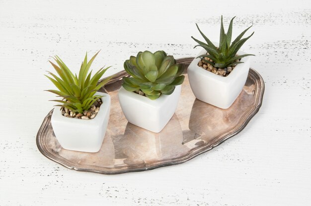 Succulentes et assiette vintage sur blanc