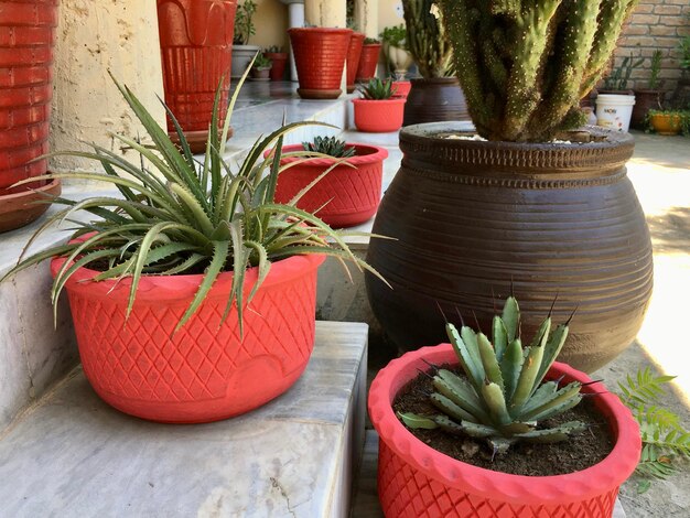 Succulentes et cactus en pot dans de beaux pots