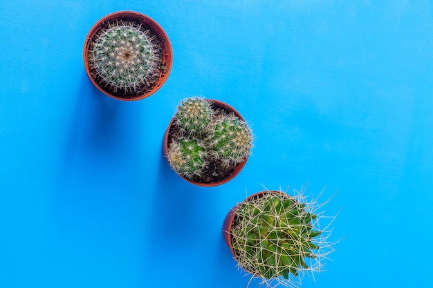 Succulentes dans des pots