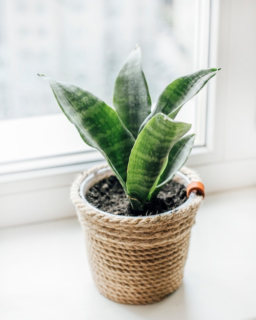 succulentes sur la fenêtre