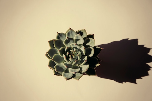 succulentes sur fond blanc le concept de couleurs à la maison