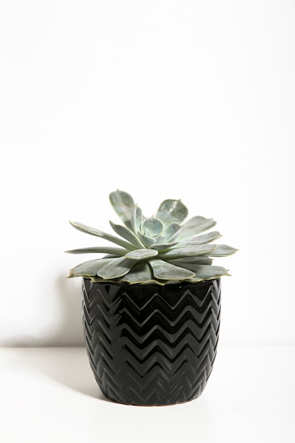 succulentes sur fond blanc le concept de couleurs à la maison