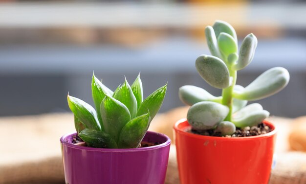 Succulentes en petits pots