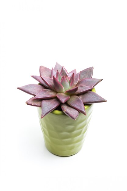 Photo succulentes en pot vert