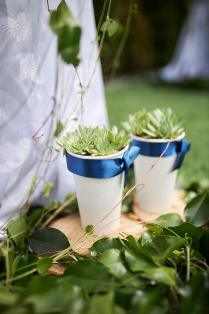 Succulentes en pots blancs Belles succulentes vertes