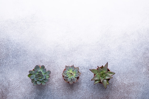 Succulentes sur une table en pierre grise avec fond