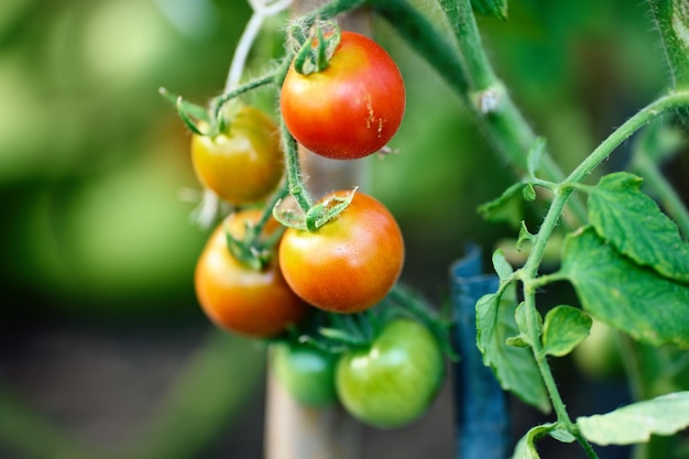 Succursale de maturation des tomates dans la serre du potager