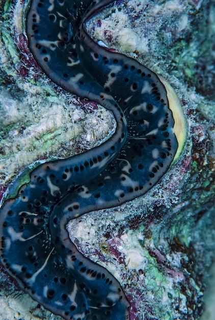 SUDAN, mer Rouge, photo U.W., coquille de Tridacna (Tridacne gigas)